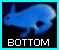 go to bottom