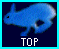 top.gif goto top